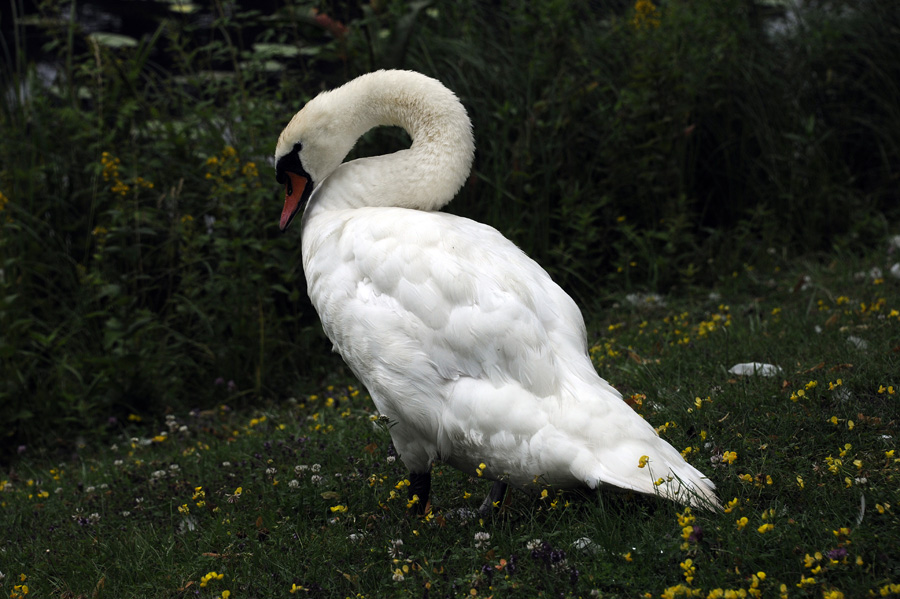 456337-KF-20110713-Mi-cMahramzadeh