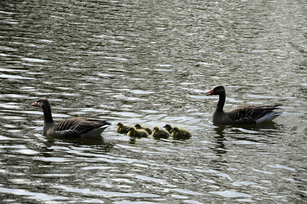 Anna-Teich-Gaense-Kueken-20110417-cMahramzadeh-02425