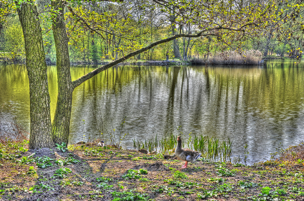 Anna-Teich-Gans-20110417-cMahramzadeh-03005_10_15