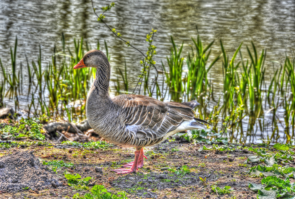 Anna-Teich-Gans-20110417-cMahramzadeh-03020_25_30