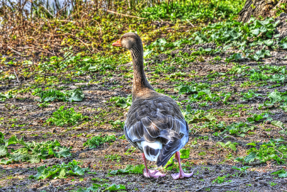 Anna-Teich-Gans-20110417-cMahramzadeh-03215_20_25