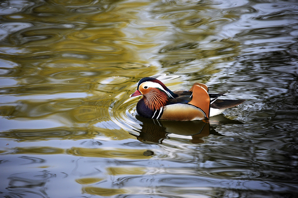 Anna-Teich-Mandarinen-Ente-20110417-cMahramzadeh-02850