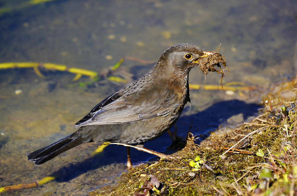 Berggarten-Amsel-20010327-cMahramzadeh-3706_7_8