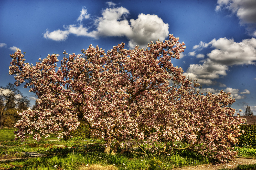 HDR-Berggarten-20110415-cMahramzadeh-00835_40_45_50_55_Magnolie