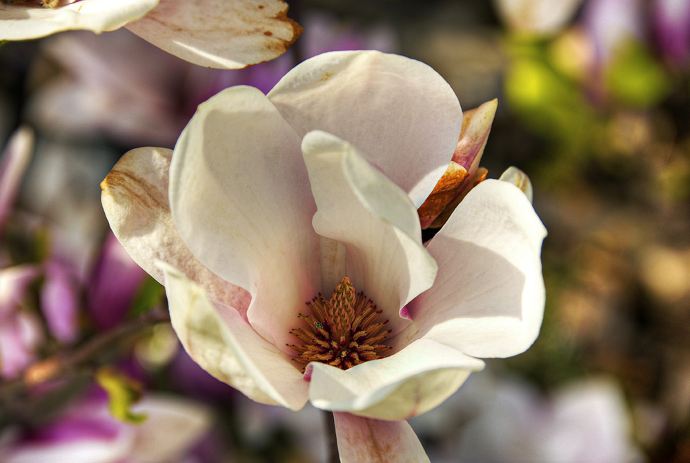 HDR-Berggarten-20110415-cMahramzadeh-01280_285_290_295_300_Magnolie-1e