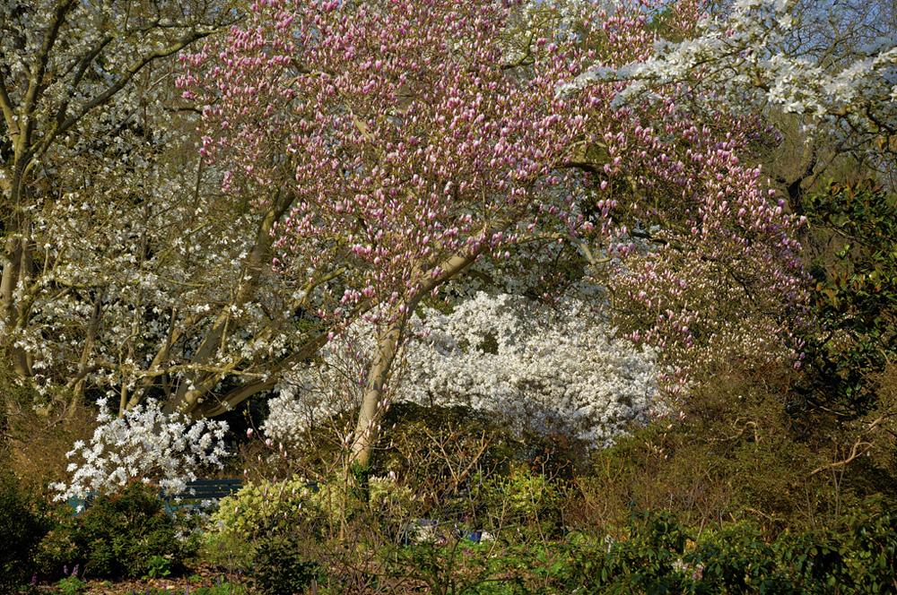 HDR-Berggarten-Baum-20110408-cMahramzadeh-4400_2_4