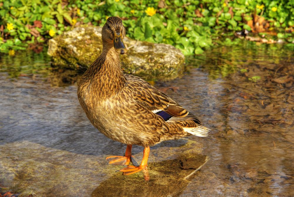 HDR-Berggarten-Ente-20110408-cMahramzadeh-4491_2_3