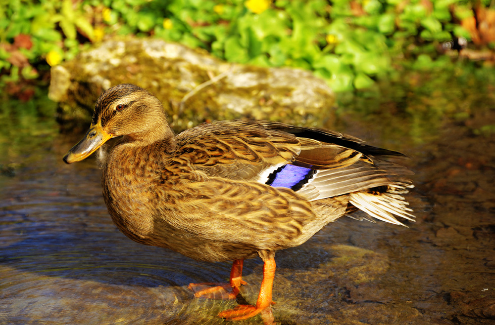 HDR-Berggarten-Ente-20110408-cMahramzadeh-4495_6_7