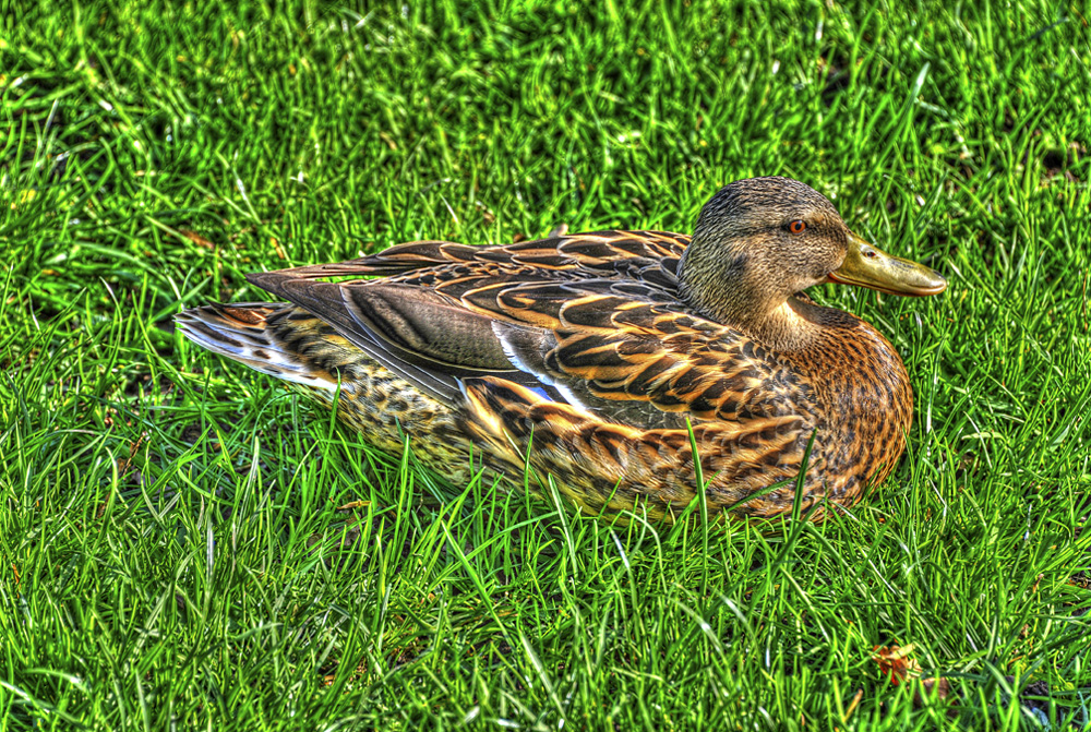 HDR-Ente-201100409-cMahramzadeh-29895_900_905-Grunch