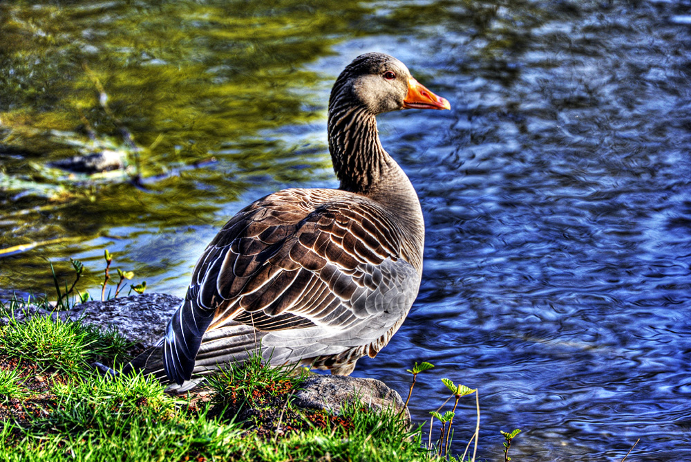 HDR-Gans-201100409-cMahramzadeh-30000_05_10