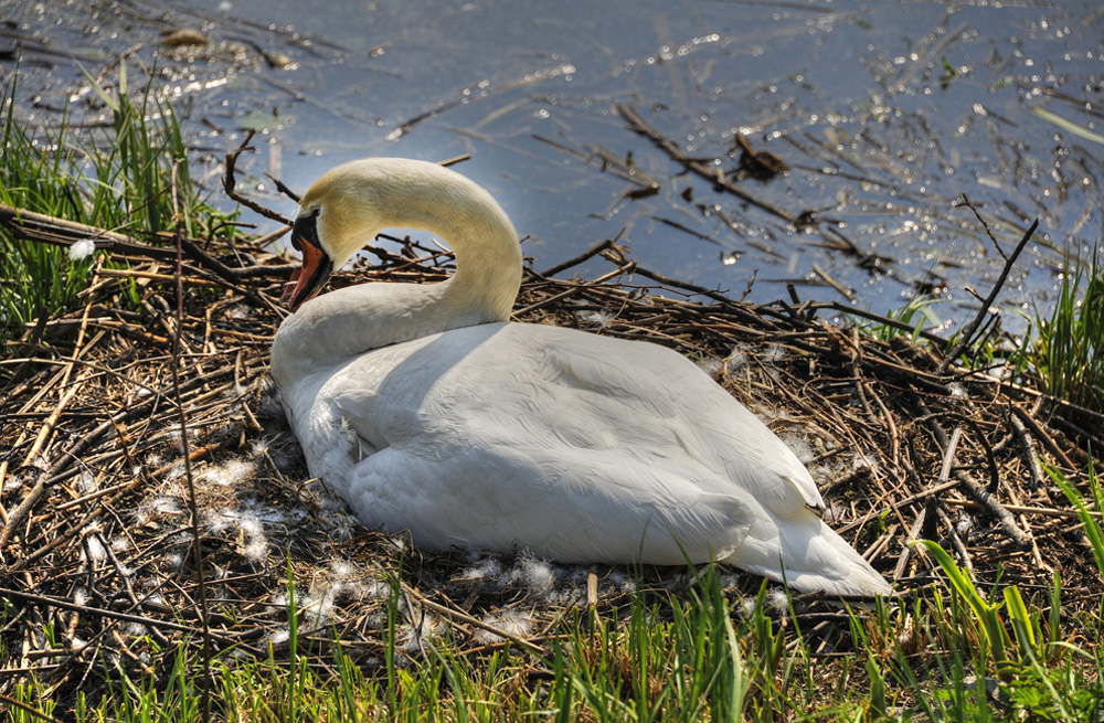 HDR-Schwan-breutend-20110418-cMahramzadeh-04350_55_60