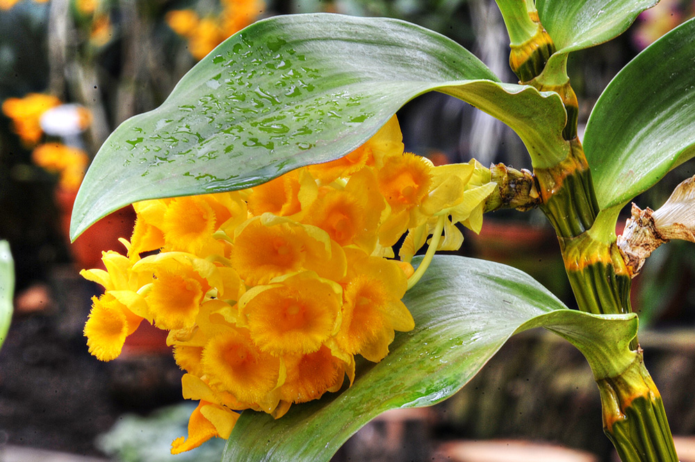 Orchidee-20110416-cMahramzadeh-04185_90_95-cut