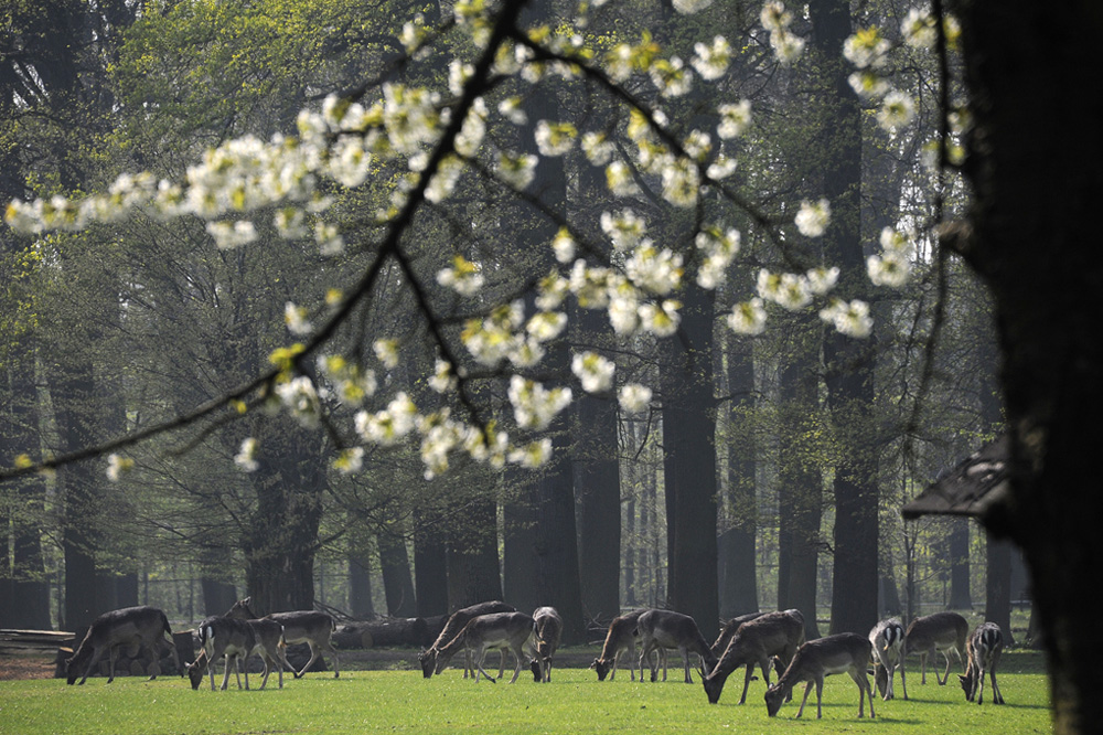 Tiergarten-20110417-cMahramzadeh-03475