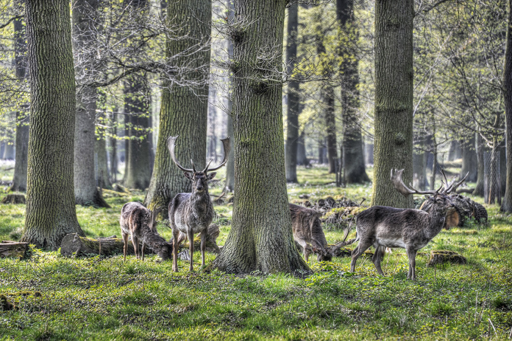 Tiergarten-Boecke-20110417-cMahramzadeh-03625_30_35