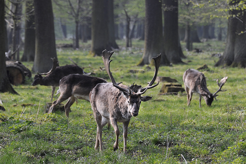 Tiergarten-Boecke-20110417-cMahramzadeh-03670