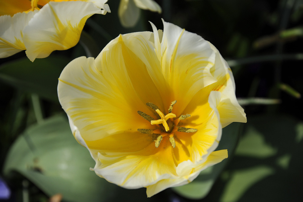 Tulpe-20110418-cMahramzadeh-04380-xx