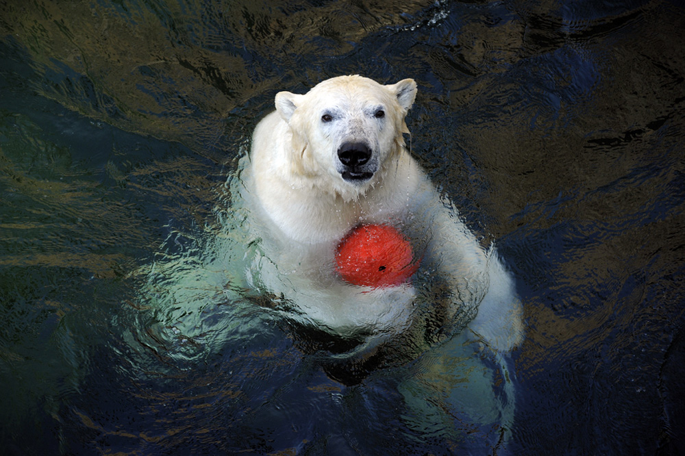 Zoo-201100411-cMahramzadeh-30810