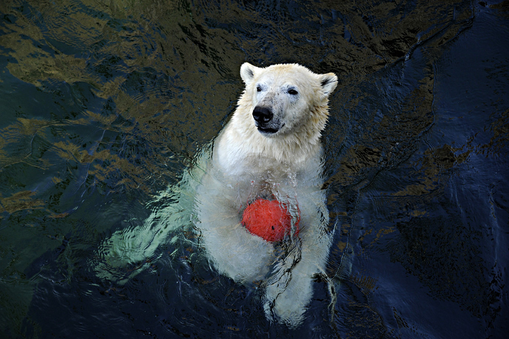 Zoo-Baer-201100411-cMahramzadeh-30865