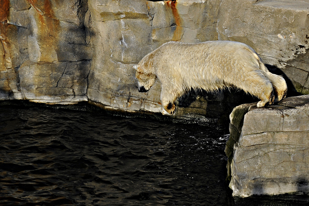 Zoo-Baer-201100411-cMahramzadeh-31880