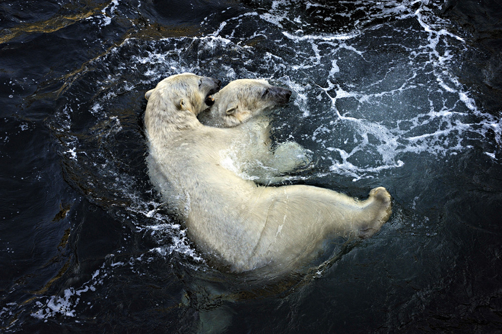 Zoo-Baeren-201100411-cMahramzadeh-31655