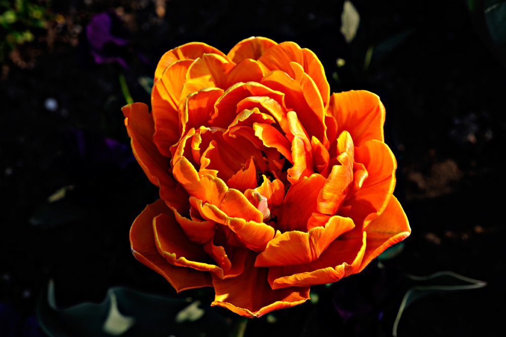Berggarten-20110422-cMahramzadeh-12085