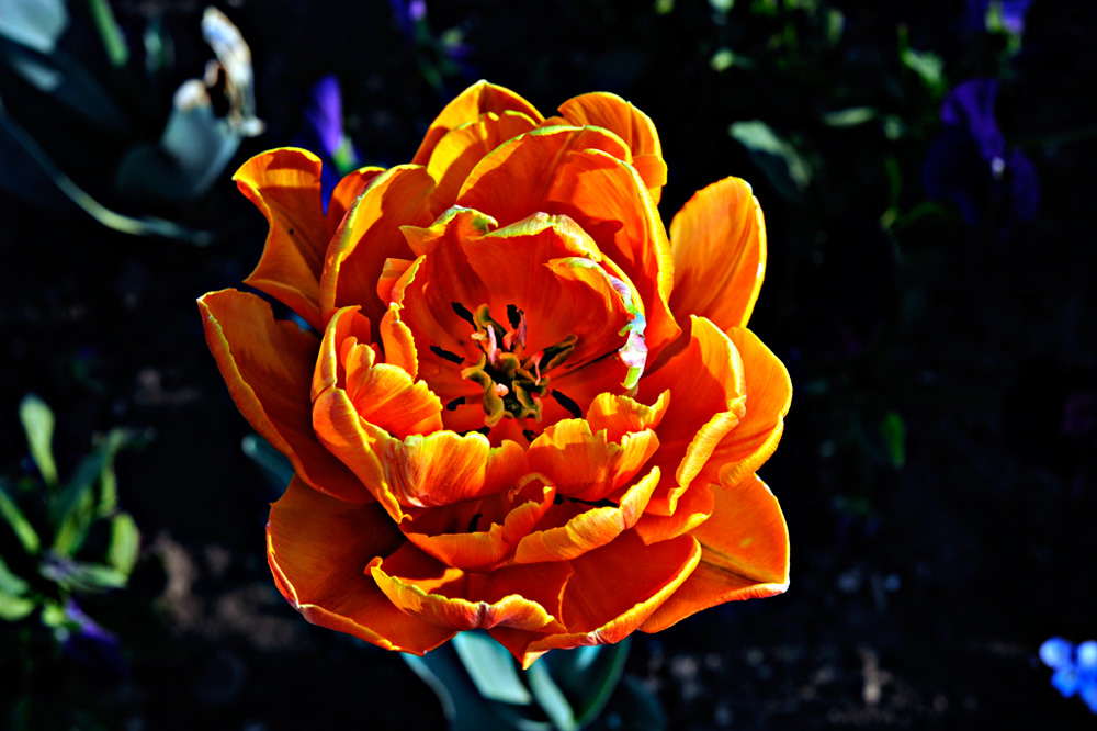 Berggarten-20110422-cMahramzadeh-12090