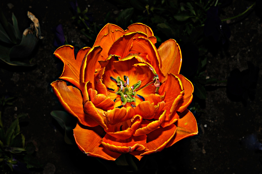 Berggarten-20110422-cMahramzadeh-12110-Tulpe