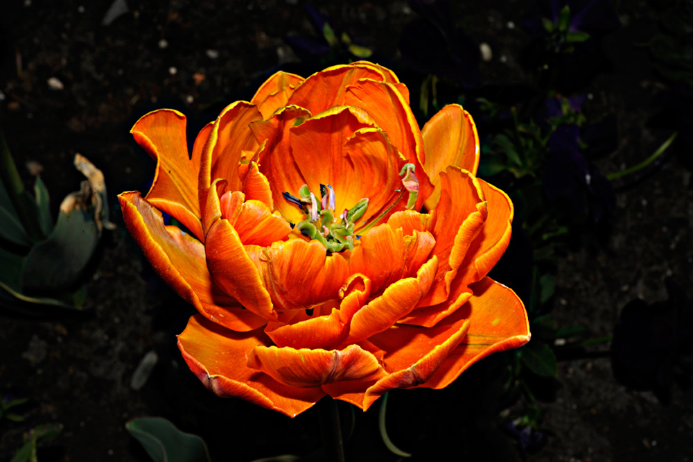 Berggarten-20110422-cMahramzadeh-12125
