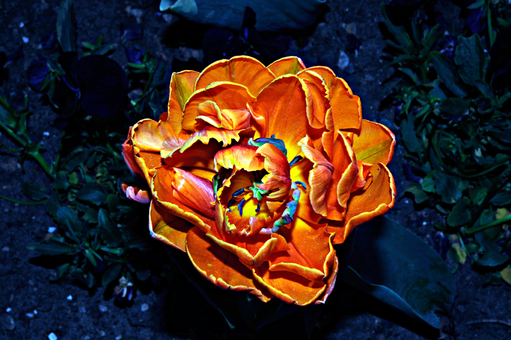 Berggarten-20110422-cMahramzadeh-12145