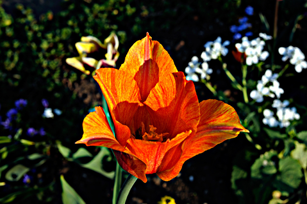 Berggarten-20110422-cMahramzadeh-12210