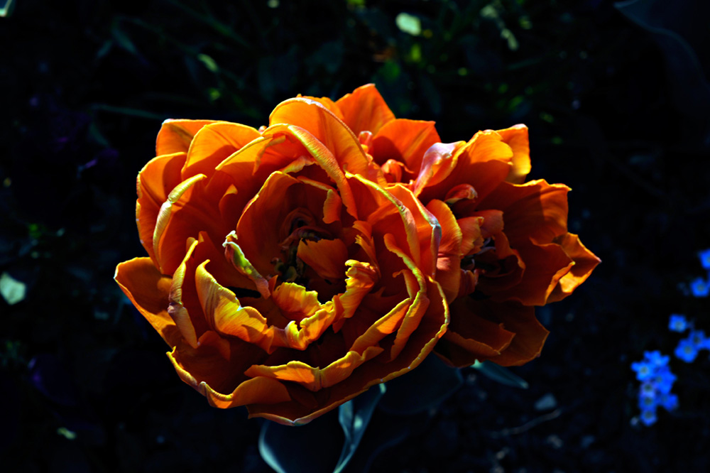 Berggarten-20110422-cMahramzadeh-12230
