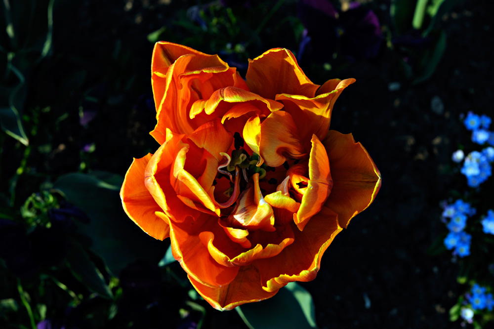 Berggarten-20110422-cMahramzadeh-12245-Tulpe