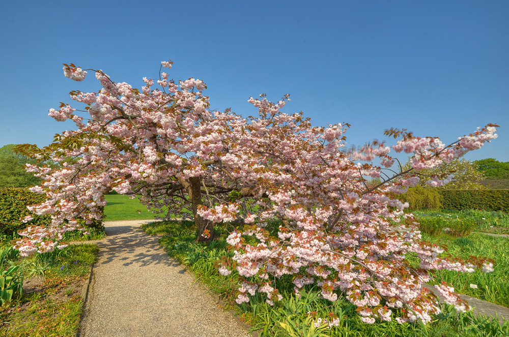 HDR-Berggarten-20110422-cMahramzadeh-10995_1000_1005_1010_1015-Japanische-Zierkirsche
