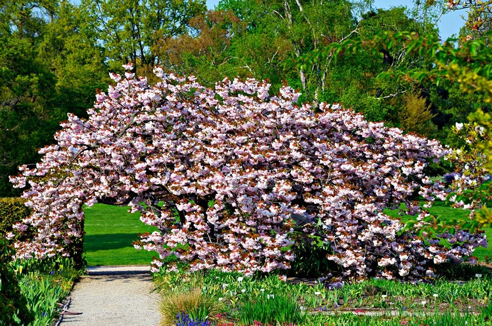 HDR-Berggarten-20110422-cMahramzadeh-11405_10_15_20_25-Japanische-Zierkirsche