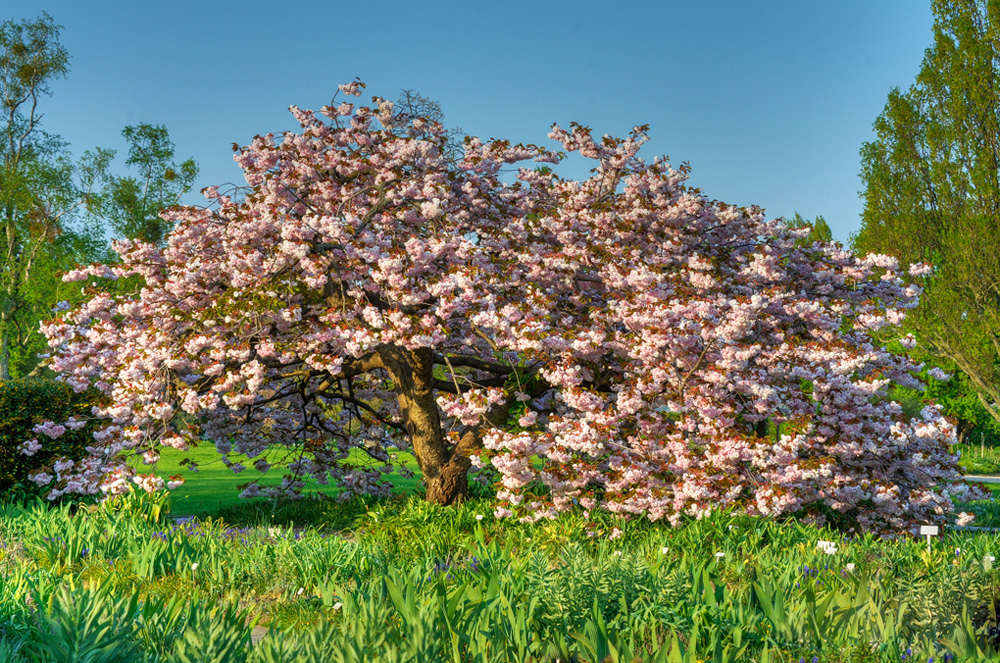 HDR-Berggarten-20110422-cMahramzadeh-11900_05_10_15_20-Japanische-Zierkirsche