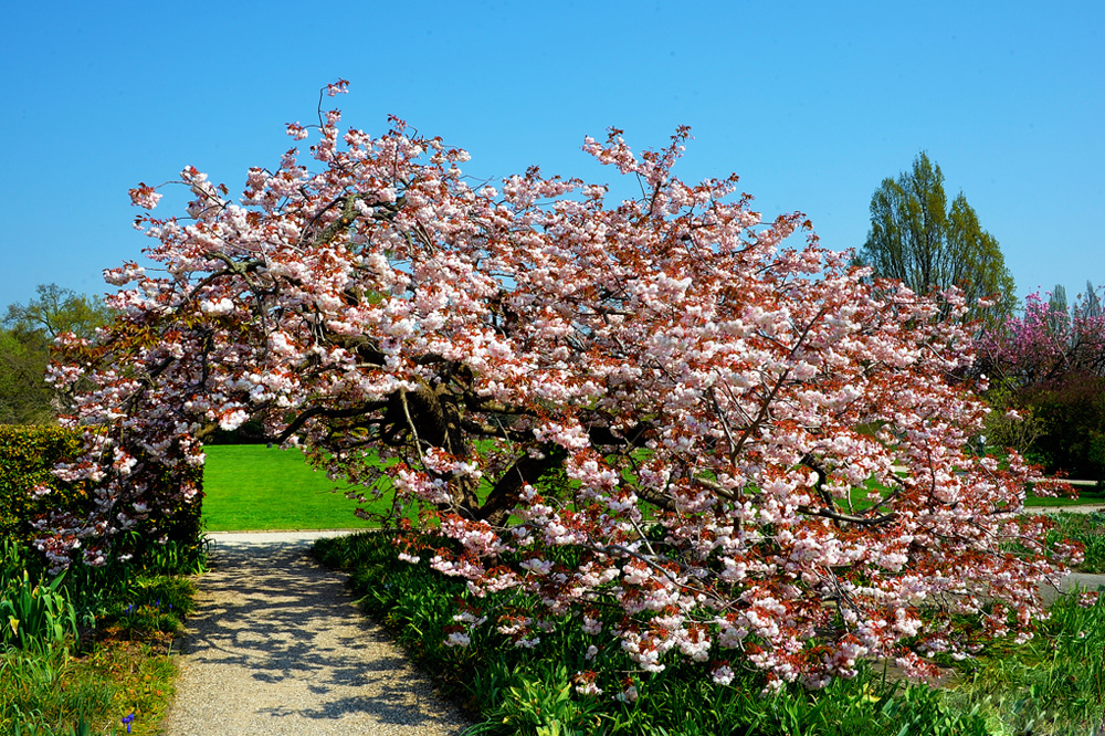 HDR-Berggarten-Japanische-Zierkirsche-20110420-cMahramzadeh-06175_80_85_90_95