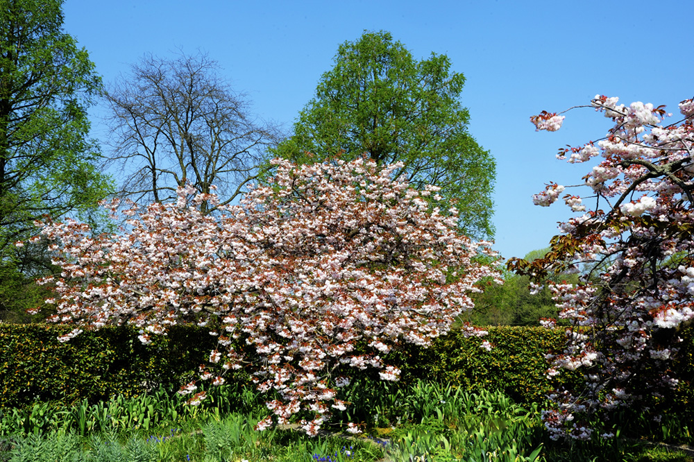 HDR-Berggarten-Japanische-Zierkirsche-20110420-cMahramzadeh-06280_85_90