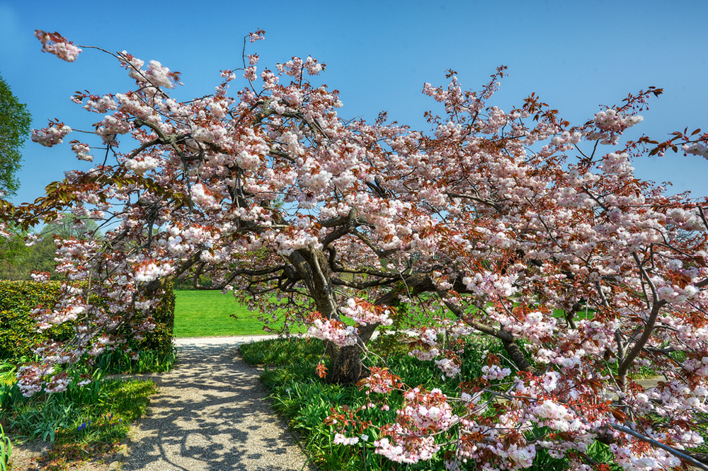 HDR-Berggarten-Japanische-Zierkirsche-20110420-cMahramzadeh-06330_35_40_45_50