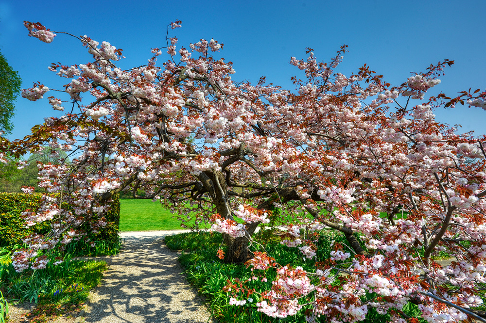 HDR-Berggarten-Japanische-Zierkirsche-20110420-cMahramzadeh-06380_385_390_395_400
