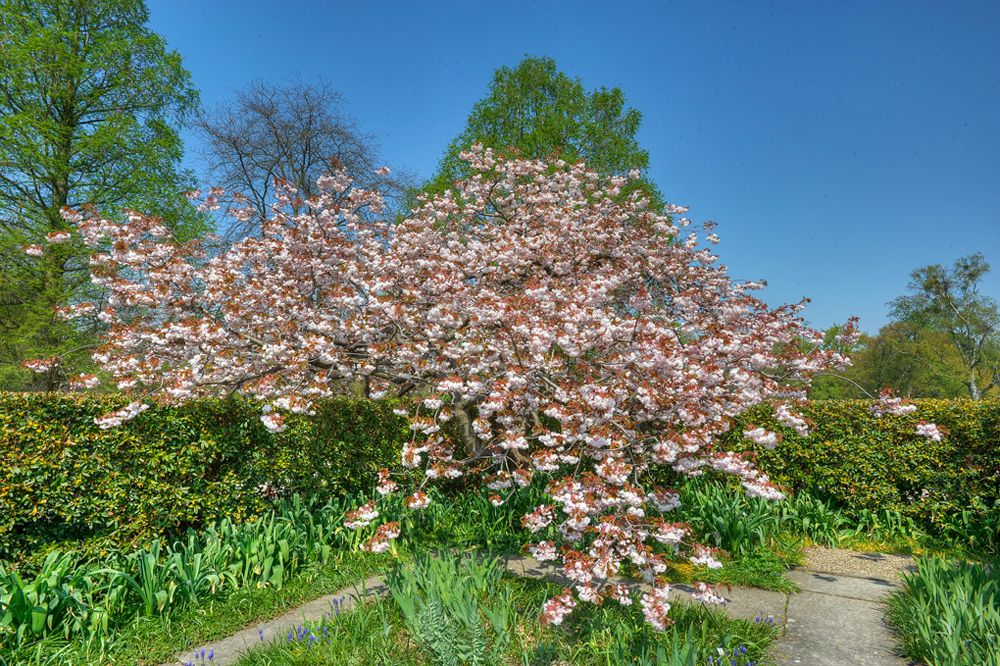 HDR-Berggarten-Japanische-Zierkirsche-20110420-cMahramzadeh-06430_35_40_45_50