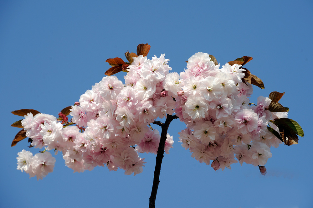 LDR-Berggarten-20110422-cMahramzadeh-11210-Zierkirschen-Bluete