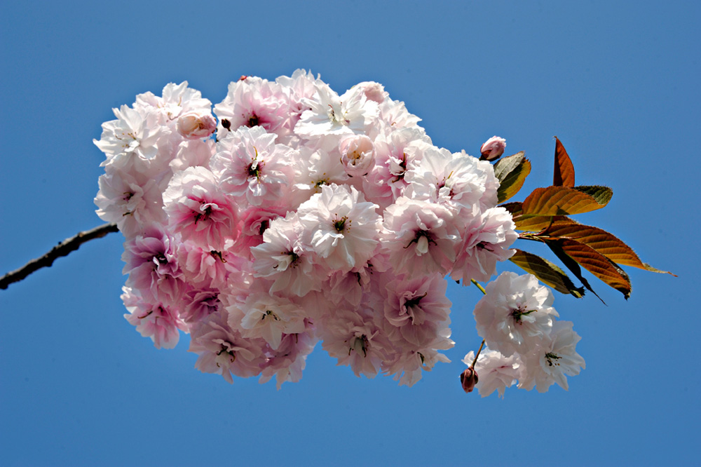 LDR-Berggarten-20110422-cMahramzadeh-11270-Zierkirschen-Bluete