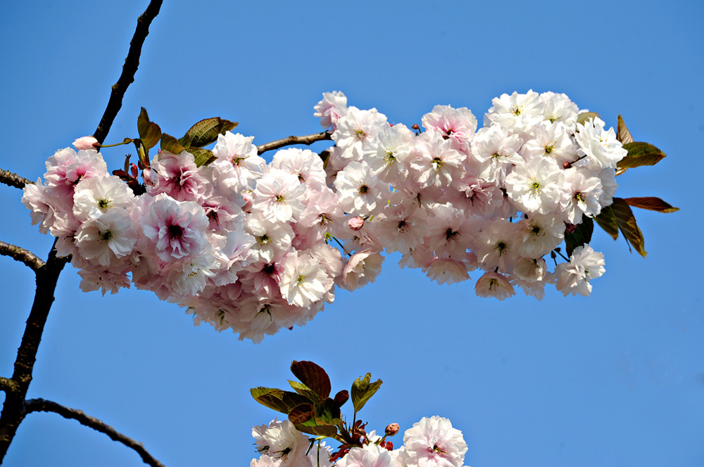 LDR-Berggarten-20110422-cMahramzadeh-11760-Zierkirschen-Bluete