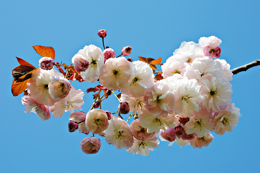 LDR-Berggarten-Japanische-Zierkirschenbluete-20110420-cMahramzadeh-06585