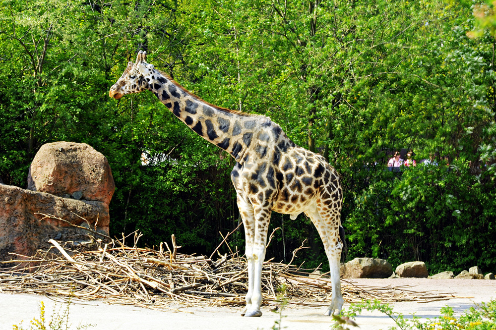 Zoo-20110422-cMahramzadeh-08985_90_95-Giraffe