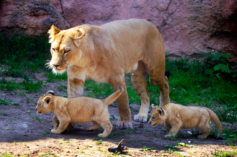 Zoo-20110422-cMahramzadeh-09095-Loewin