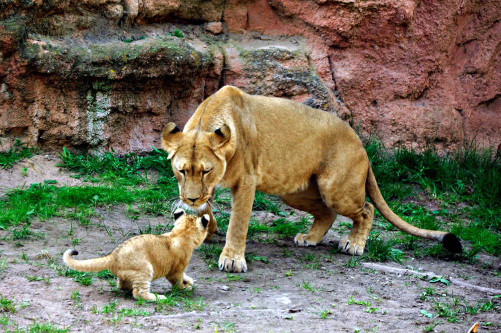 Zoo-20110422-cMahramzadeh-09405-Loewin