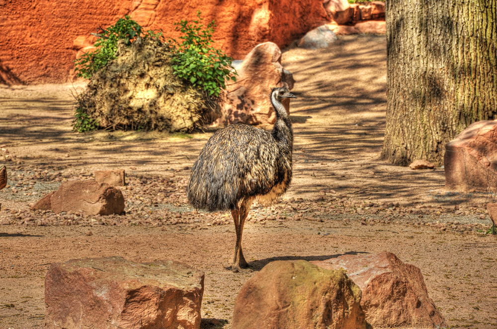 Zoo-20110422-cMahramzadeh-10815_20_25-Emu