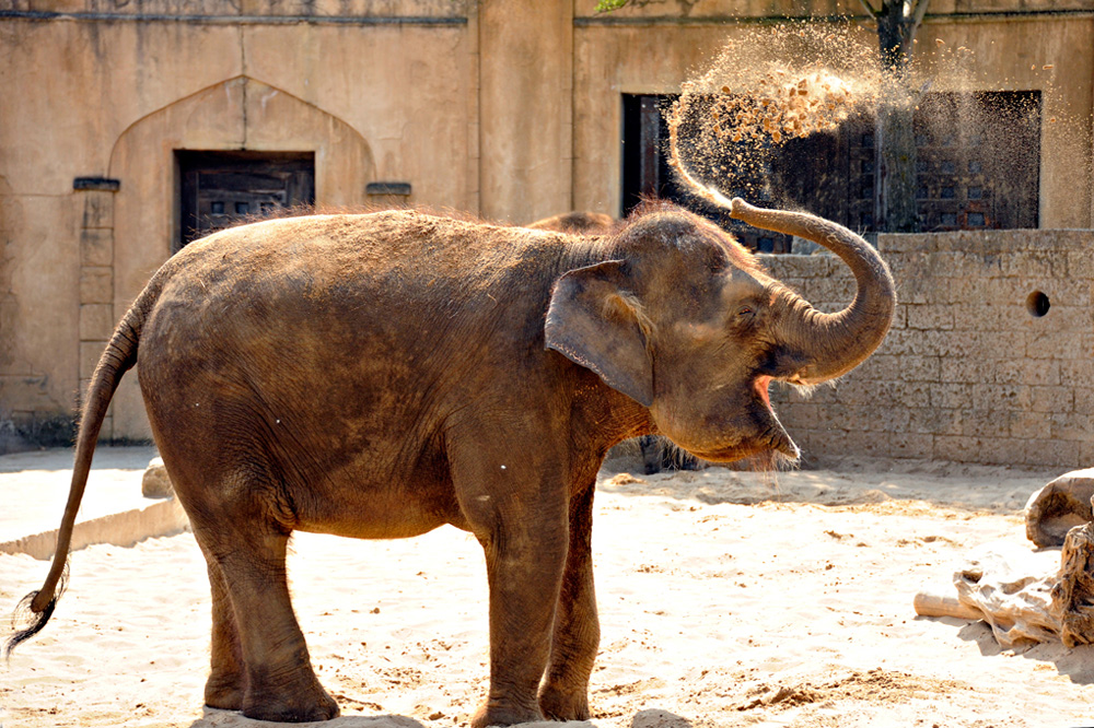 Zoo-Elefant-20110422-cMahramzadeh-8480