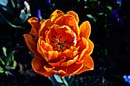 Berggarten-20110422-cMahramzadeh-12090